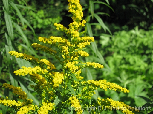 Golden Rod 